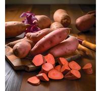 APACHE SWEET POTATOES For Planting (2) Tube