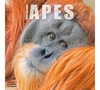 Apes 2026 Calendar | Square Wall Calendar | Animal Gift | Plastic Free Packaging | by Avonside Publishing