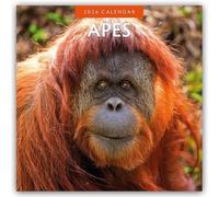 Apes 2026 Square Wall Calendar