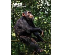 Apes - A3 Calendar 2026
