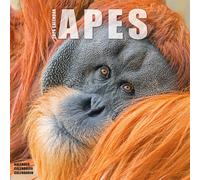 Apes Calendar 2026 Square Animal Wall Calendar - 16 Month