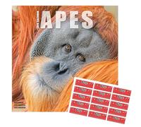 Apes Calendar 2026 | Square Wall Calendar | 16 Month Square | September 2025 To December 2026 | With Free Organisational Stickers