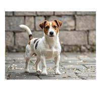 Aphila Diamond Art Painting Jack Russell Terrier 5D Diamond Dots DIY Kits Full Round Drill Gem by Number Mosaic Embroidery Arts and Crafts for Living Room Bedroom Home Wall Decor 12x16 inch / 30x40cm