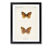 Aphrodite Fritillary Butterfly by S.F. Denton Framed Print | A2 Black Framed Wall Art | Ready to Hang | Modern Animal Picture | Living Room Bedroom Lounge Office