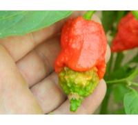 Apocalypse Chilli Seeds - 10 Seeds