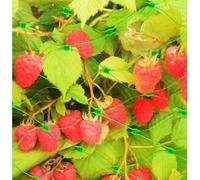 Apollo Garden Net 3M x 2M 52536