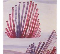 Appendix Out - Night Is Advancing, the