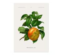 Apple A, J, Wendel Poster, Vintage Botanical Prints, Encyclopedia Retro Fruit Illustration Wall Art Plants, Kitchen Home Decor, A4 (Print Only) - 29.7x21cm