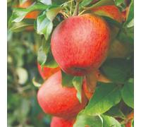 Apple Braeburn Eating Apple Tree 2 X 5L Pots By Thompson & Morgan