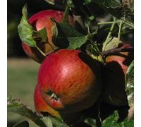 Apple 'Braeburn' Tree - Fresh Eating Apple - Bright Red & Yellow Fruits - Dwarf & Semi-Dwarf Rootstocks - Excellent Storage 1x Bare root By Thompson & Morgan