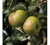 Apple Bramley M27 Bare Root Tree - Famous Cooking Apple For Pies & Crumbles - Rhs Awarded - Thompson & Morgan
