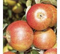 Apple 'Cox's Orange Pippin' 5L Pot Red
