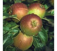 Apple Coxs Orange Pippin Edible Dessert Apple Outdoor Fruit Tree 11.5L Pot 1.2m Plant Theory Green One Size