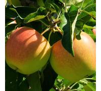 Apple Cox's Orange Pippin Tree - Considered the Finest Tasting Dessert Apple, Known for Rich Aroma and Crisp Texture, Supplied in a 24cm Pot - Thompson & Morgan