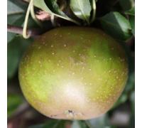 Apple Egremont Russet Edible Dessert Apple Outdoor Fruit Tree 11.5L Pot 1.2m Plant Theory Green One Size