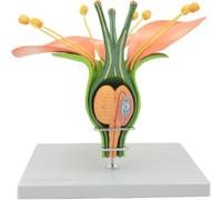 Apple Flower Structure Model, Dicotyledonous Plants Structure Enlarged Display Anatomical Model, Portable Junior High School Biology Science Teaching Demonstration Tool