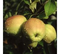 Apple Golden Delicious Edible Dessert Apple Outdoor Fruit Tree 12L Pot 1.5m Plant Theory Green One Size