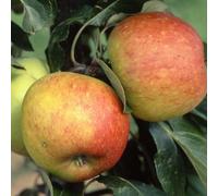 Apple James Grieve Edible Dessert Apple Outdoor Fruit Tree 9L Pot 1.2m Plant Theory Green One Size