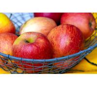 Apple James Grieve Large Fruit Tree 6ft Supplied in Pot Direct Plants Multi One Size