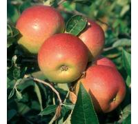 Apple Laxton's Superb Edible Dessert Apple Outdoor Fruit Tree 11.5L Pot 1.2m Plant Theory Green One Size