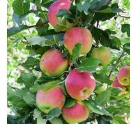 Apple (Malus) Gala Espalier - Sweet, Juicy Apples, RHS Award Winner, Self-Fertile, Great for Juicing & Fresh Eating, Pollination Group 4, 1 x 5 Litre Pot by Thompson and Morgan