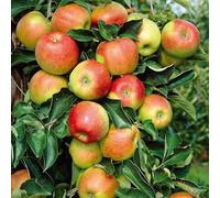 Apple Malus 'Jonagold' Dual Purpose Apple Tree Large Crisp Fruits Sweet Tart Flavour Ideal for Eating Cooking Juicing Cider Pollination Group 3-1X 5 Litre Pot by Thompson and Morgan