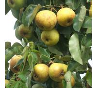 Apple Megabite 06) x 2 Bare Root Trees Inc: - Huge 500g Dessert or Cooking Apples, Compact Variety for Containers, Scab & Mildew Resistant - Thompson & Morgan