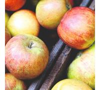 Apple Mini Braeburn 9cm Pot x 3 - Britain's No.1 Eating Apple, Crisp & Juicy Fruit, Stores for 4 Months, Easy to Grow, Cropping from Young Age - Thompson & Morgan