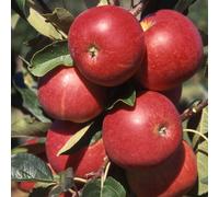 Apple Scrumptious Edible Dessert Apple Outdoor Fruit Tree 11.5L Pot 1.2m Plant Theory Green One Size