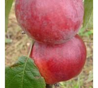 Apple Spartan Edible Dessert Apple Outdoor Fruit Tree 12L Pot 1.5m Plant Theory Green One Size