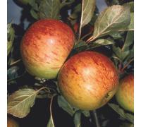 Apple Sunset Edible Dessert Apple Outdoor Fruit Tree 9L Pot 1.2m Plant Theory Green One Size