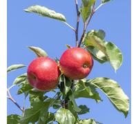 Apple Tree ‘Elstar’ | Dessert Apple Variety with Sweet, Crunchy Fruit | RHS Award-Winning | Dwarf & Semi-Dwarf Options | Ideal for Garden & Patio 2 Litre Pot x2 By Thompson & Morgan