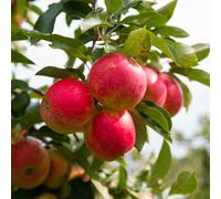 Apple Tree ‘Elstar’ | Dessert Apple Variety with Sweet, Crunchy Fruit | RHS Award-Winning | Dwarf & Semi-Dwarf Options | Ideal for Garden & Patio 5 Litre Pot x2 By Thompson & Morgan