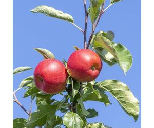 Apple Tree ‘Elstar’ | Dessert Apple Variety with Sweet, Crunchy Fruit | RHS Award-Winning | Dwarf & Semi-Dwarf Options | Ideal for Garden & Patio 2 Litre Pot x2 By Thompson & Morgan
