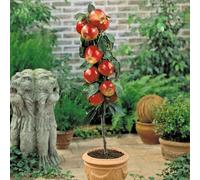 Apple Tree ‘Gala’- RHS Award-Winning Variety, Sweet and Thin-Skinned Apples, Self-Fertile Pollination Group 4, Fresh, Juicy, Easy to Grow in Any Garden, 1 x 5 Litre Pot by Thompson and Morgan