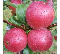 Apple Worcester Pearmain Edible Dessert Apple Outdoor Fruit Tree 11.5L Pot 1.2m Plant Theory Green One Size