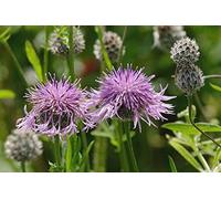 Approx 100 Seeds of British Wild Flower Centaurea Scabiosa Greater Knapweed