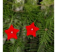 Approx 100 Seeds of Flower Morning Glory Ipomoea Quamoclit Red