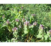 Approx 100 Seeds of Wild Flower Red Deadnettle Lamium Purpureum