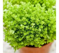 Approx 1200 Seeds of Herb Basil Greek