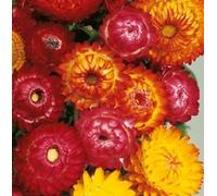 Approx 1400 Seeds of Straw Flower Helichrysum Monstrosum Double Mix