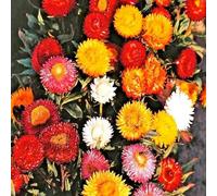Approx 1500 Seeds of Flower Strawflower Swiss Giant Mix