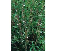 Approx 1500 Seeds of Herb Summer Savory Seed Satureja Hortensis