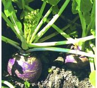 Approx 1500 Seeds of Vegetables/Fruits Swede Marian