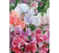 Approx 20 Seeds of Flower Sweet Pea Heaven Scent Mixed