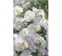 Approx 20 Seeds of Sweet Pea Kings High Scent Grandiflora Type