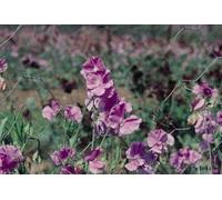 Approx 20 Seeds of Sweet Pea Spencer Variety Leamington