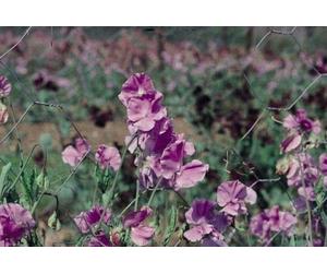 Approx 20 Seeds of Sweet Pea Spencer Variety Leamington