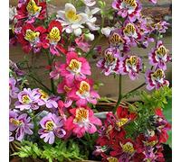 Approx 2000 Seeds of Flower Angel Wings Mix Schizanthus