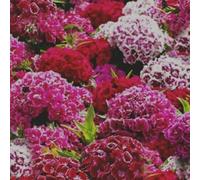 Approx 2000 Seeds of Sweet William double Mixed